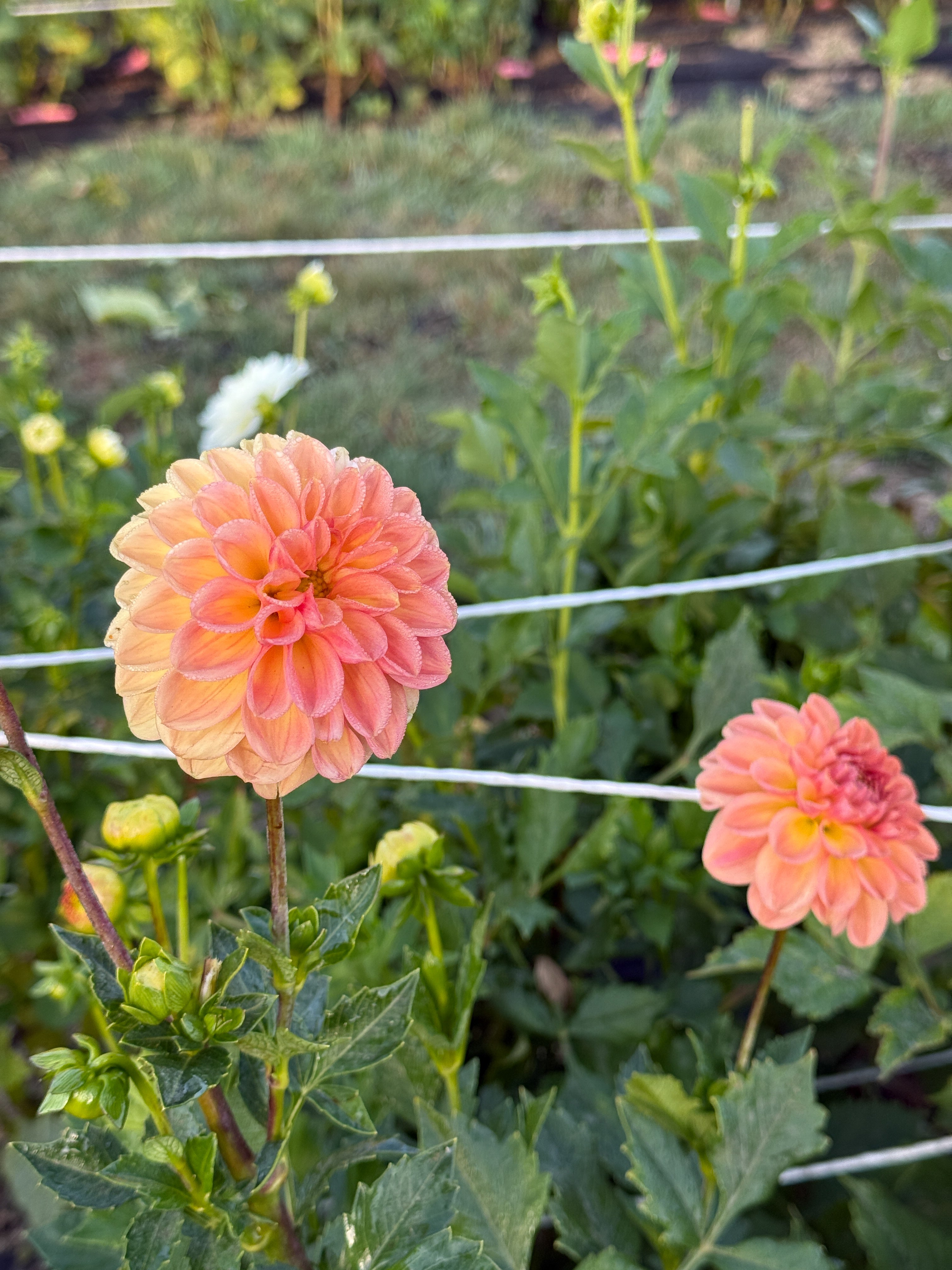 Two peach-colored flowers in a garden setting with green leaves and a wire fence.