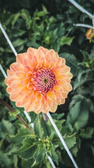 Close-up of a peach-colored flower with green leaves in the background