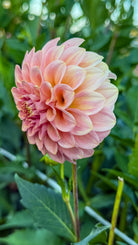 Pink flower with green leaves in the background