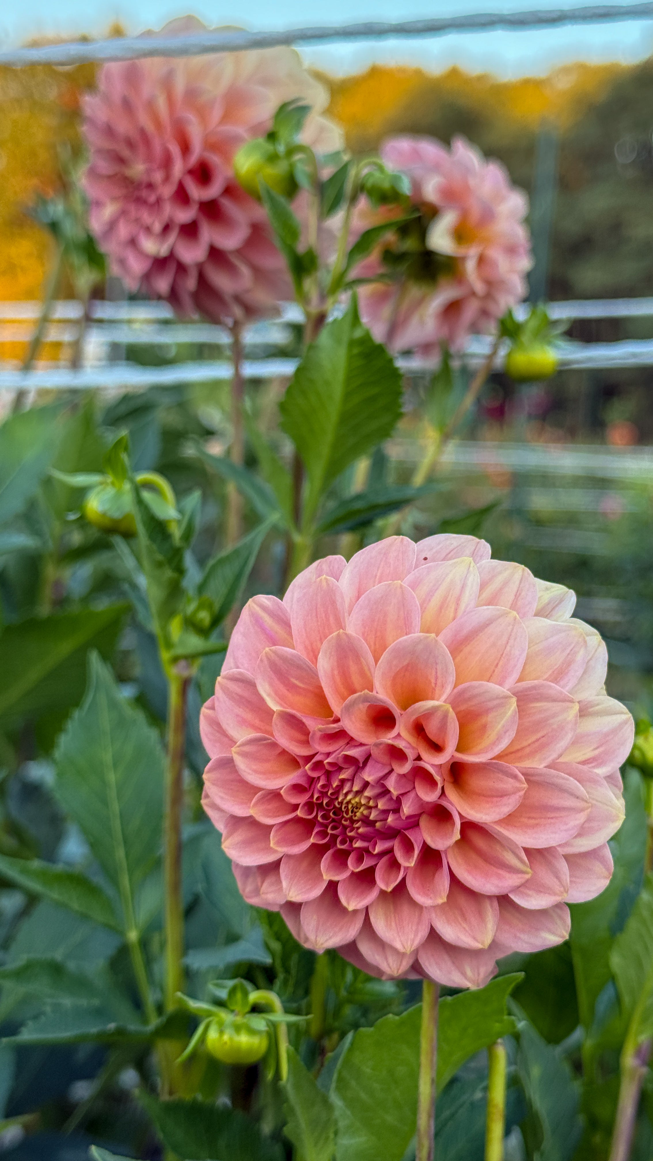 Pink dahlias with green leaves in a garden setting