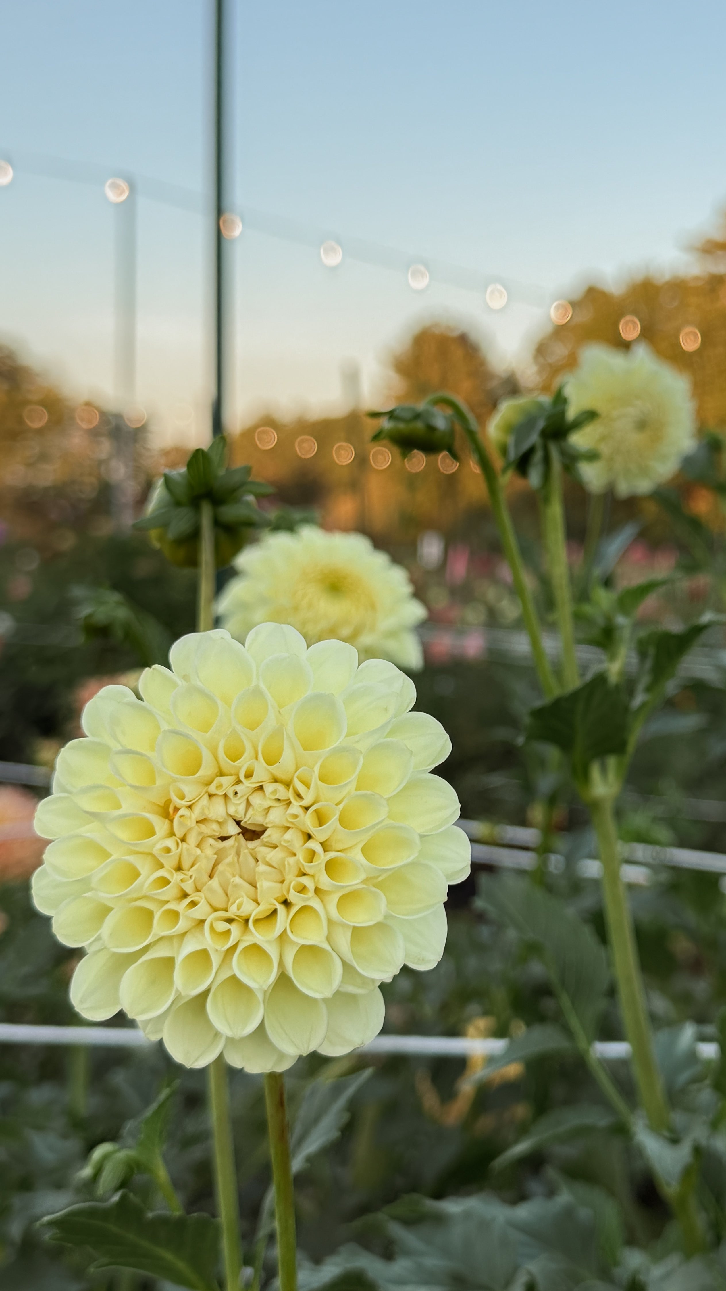 Light green flower with a blurred background