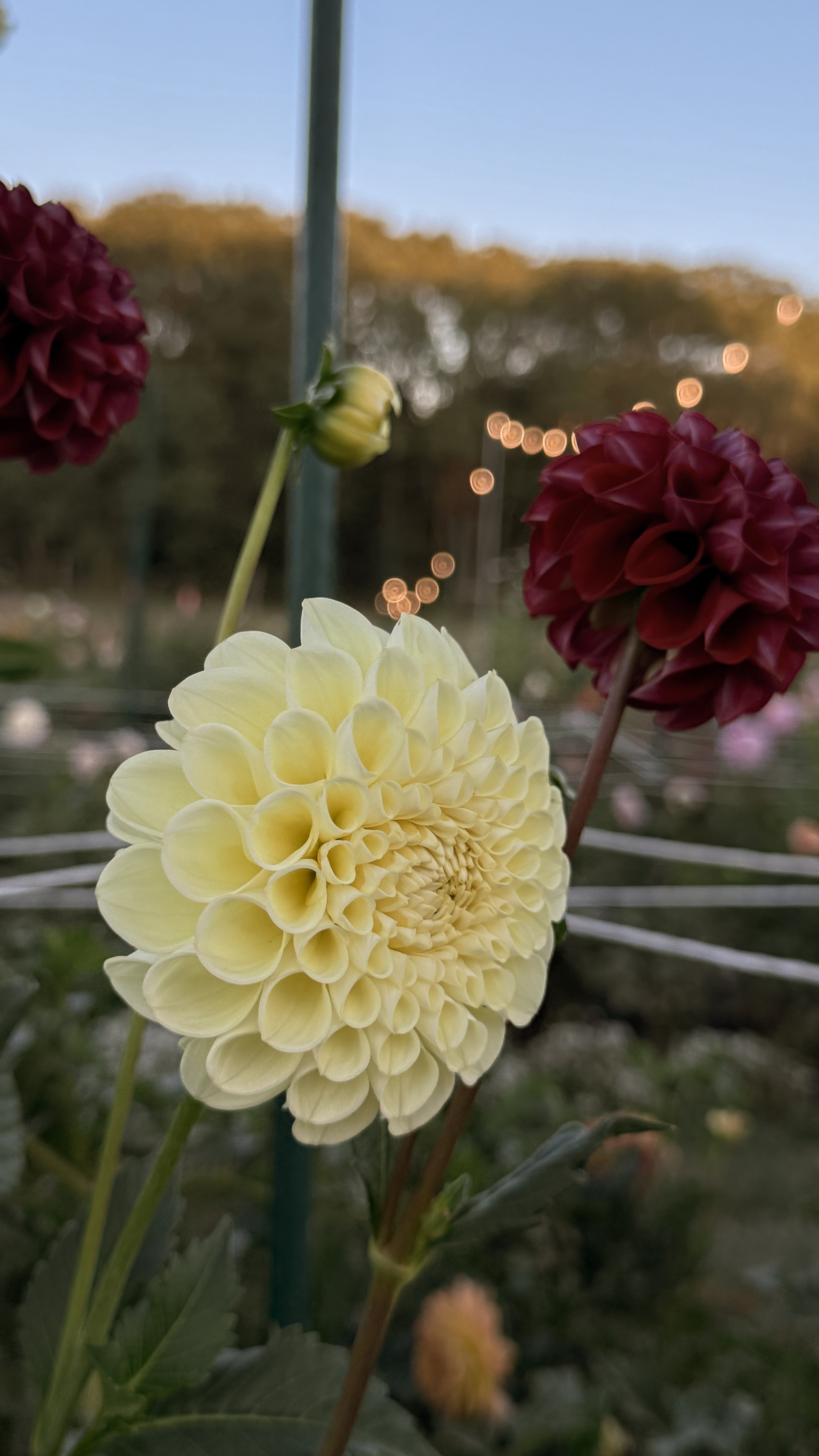 White flower with two red flowers in a garden setting