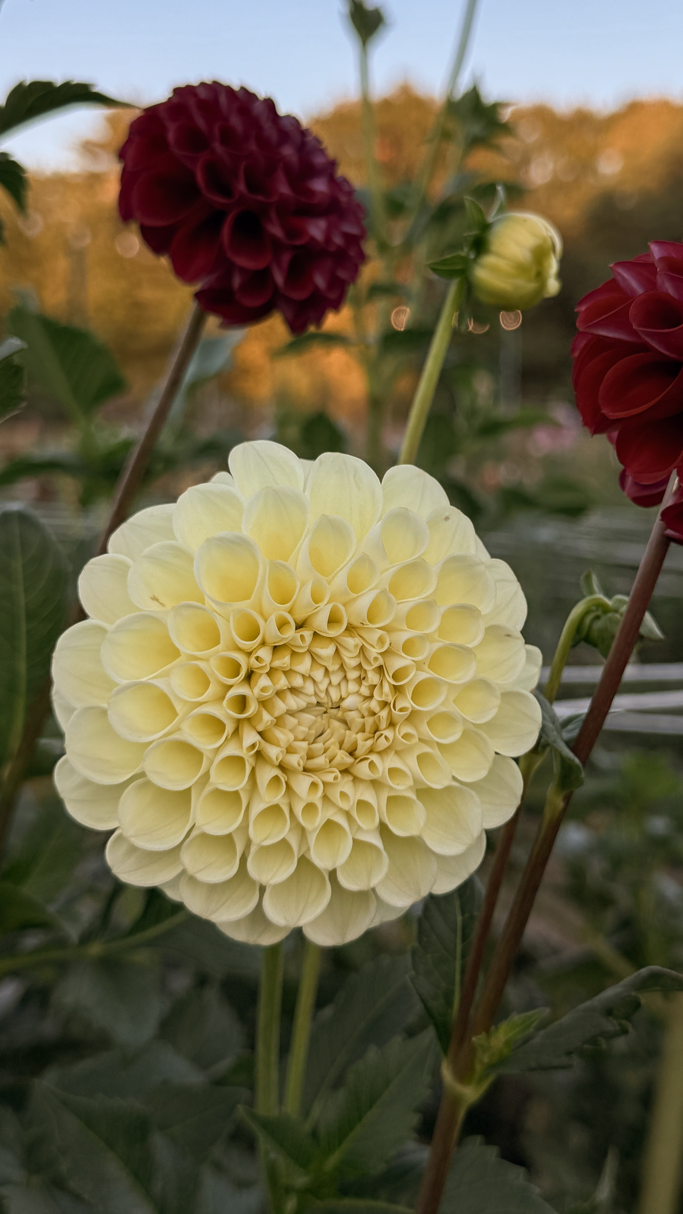 Close-up of a large yellow flower with other flowers in the background.