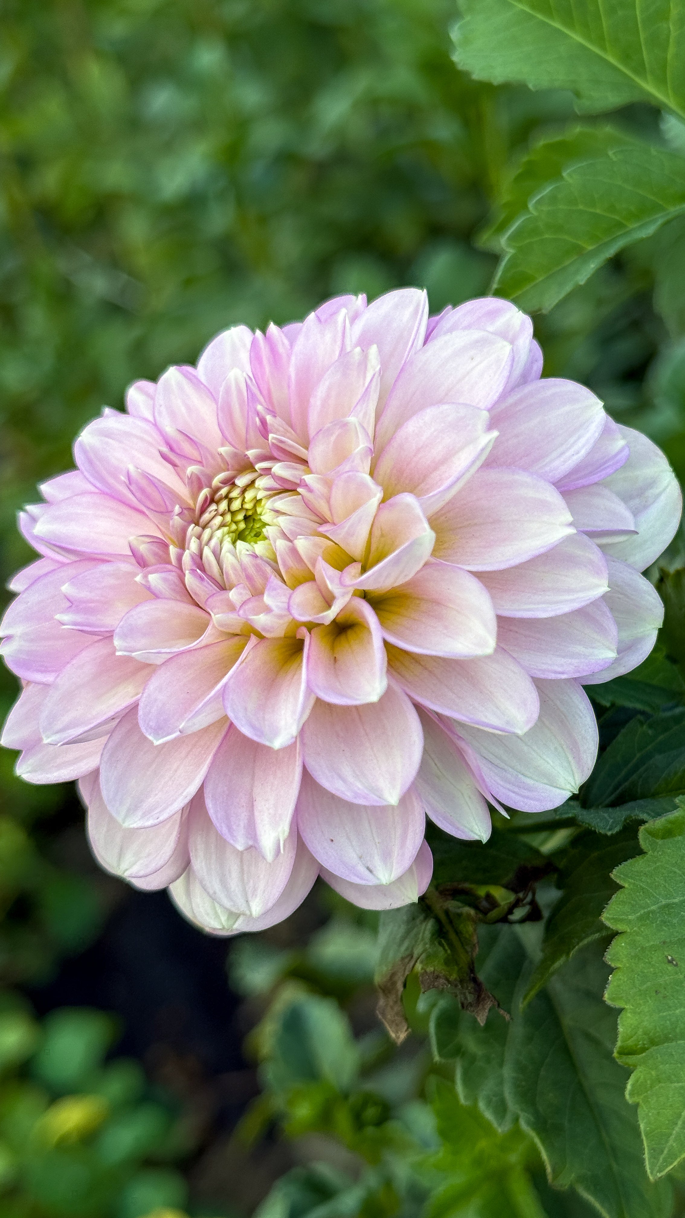 Pink flower with green leaves on a blurred green background