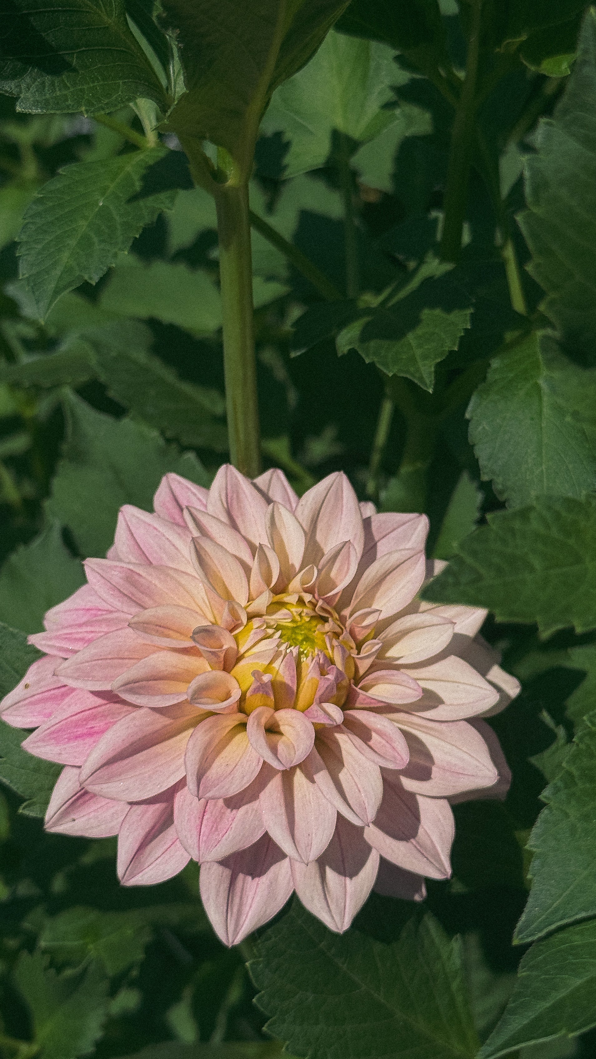Pink dahlia flower with green leaves in the background