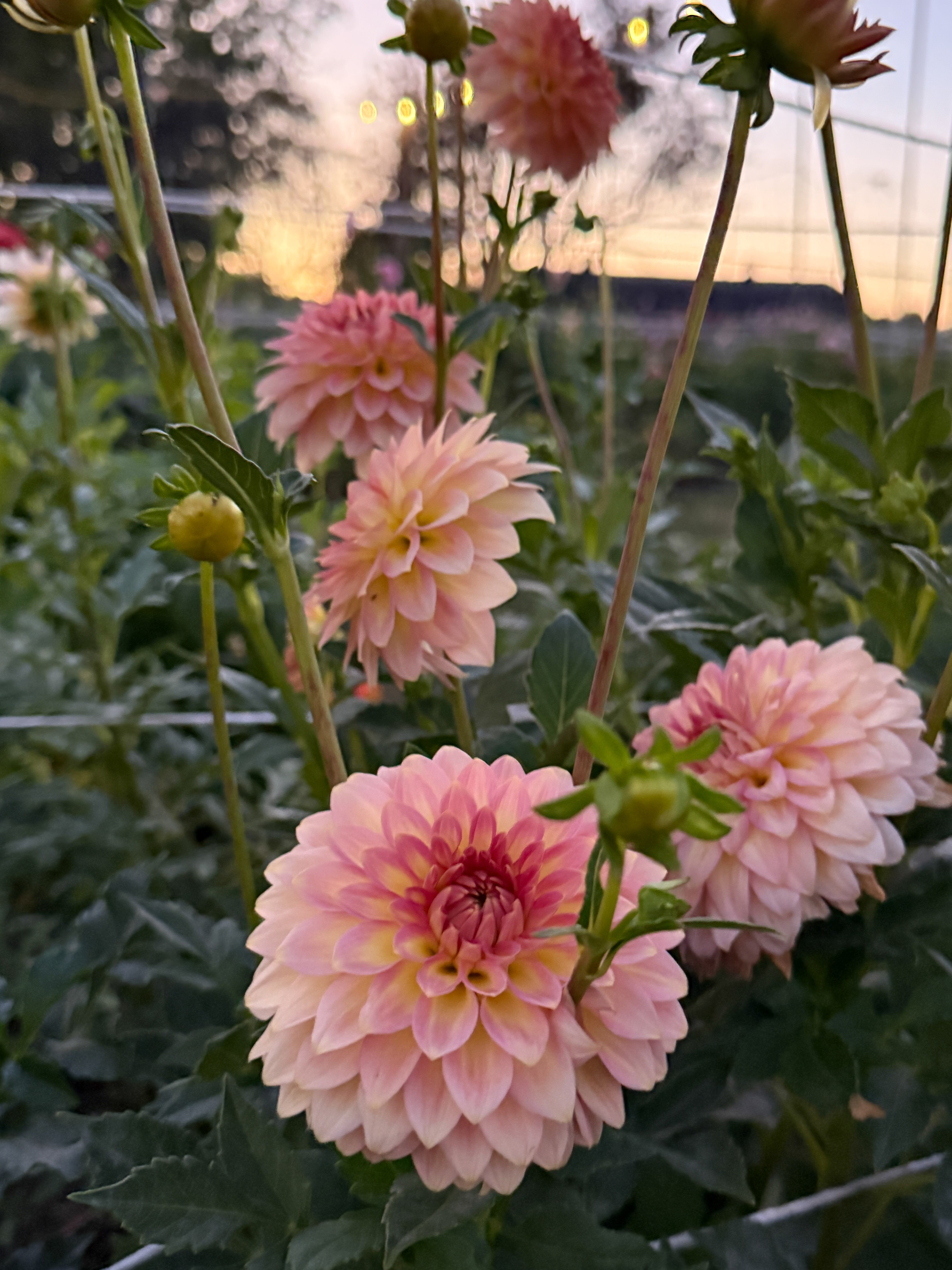 Pink dahlias in a garden with a blurred background