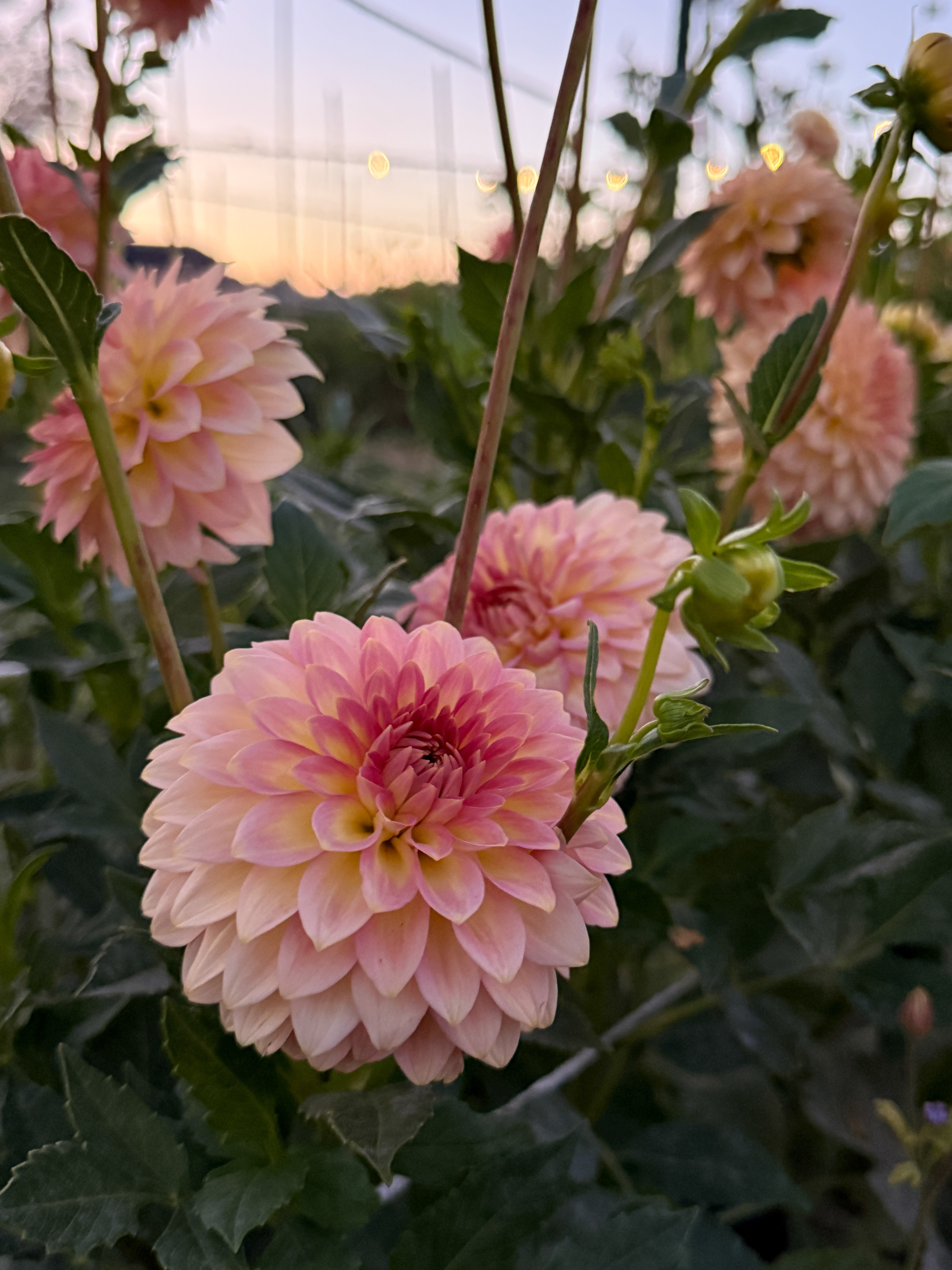 Pink dahlias with a blurred background of more flowers and greenery.