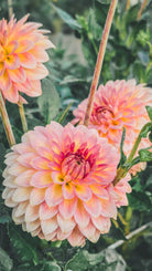 Close-up of three pink dahlias with a blurred green background