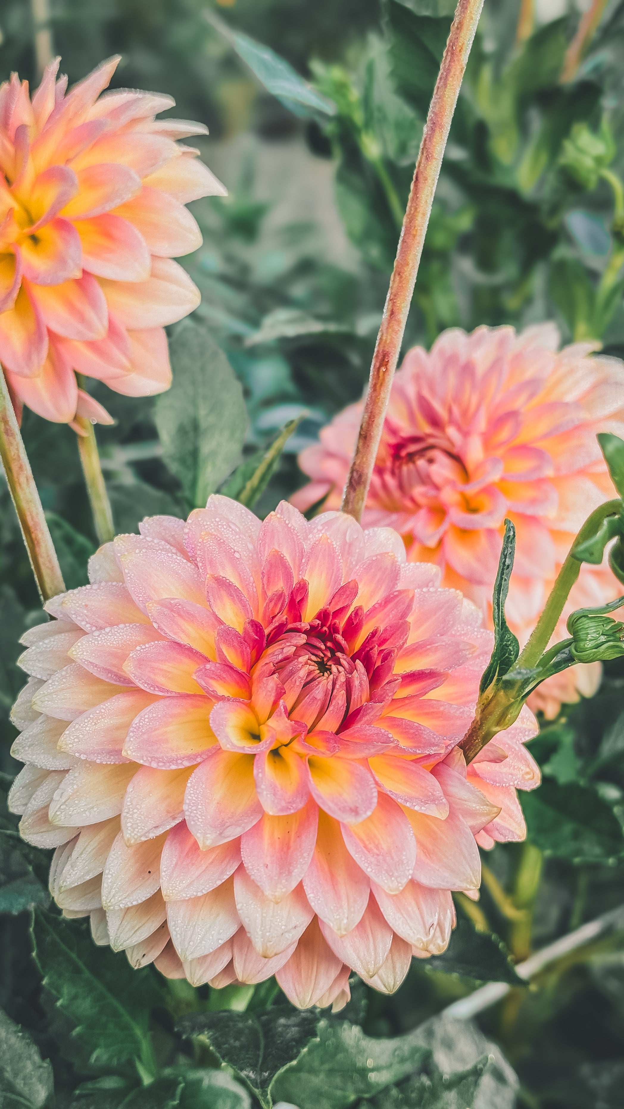 Close-up of three pink dahlias with a blurred green background