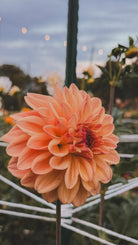 Close-up of a peach-colored flower with a blurred garden background