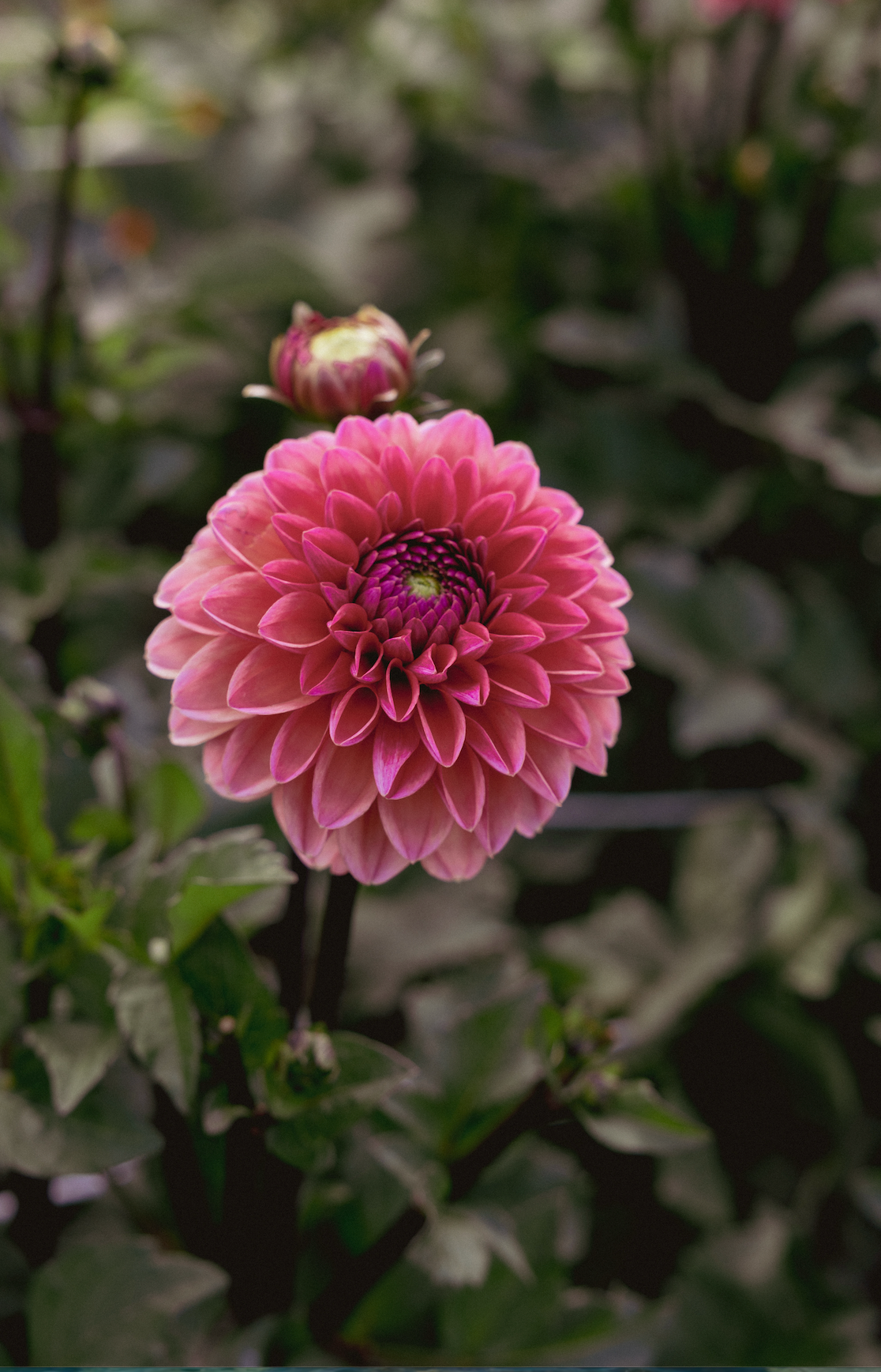 Pink flower with a green blurred background