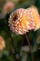 Close-up of a light pink flower with a blurred green background