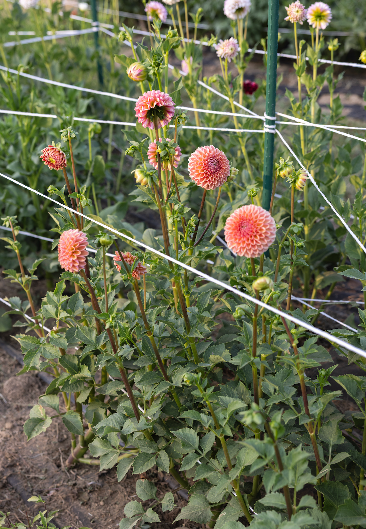 Garden with pink dahlias and green foliage, supported by a wire trellis.