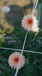 Two large peach-colored flowers with green leaves on a blurred natural background