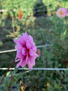 Pink flower with a blurred green background