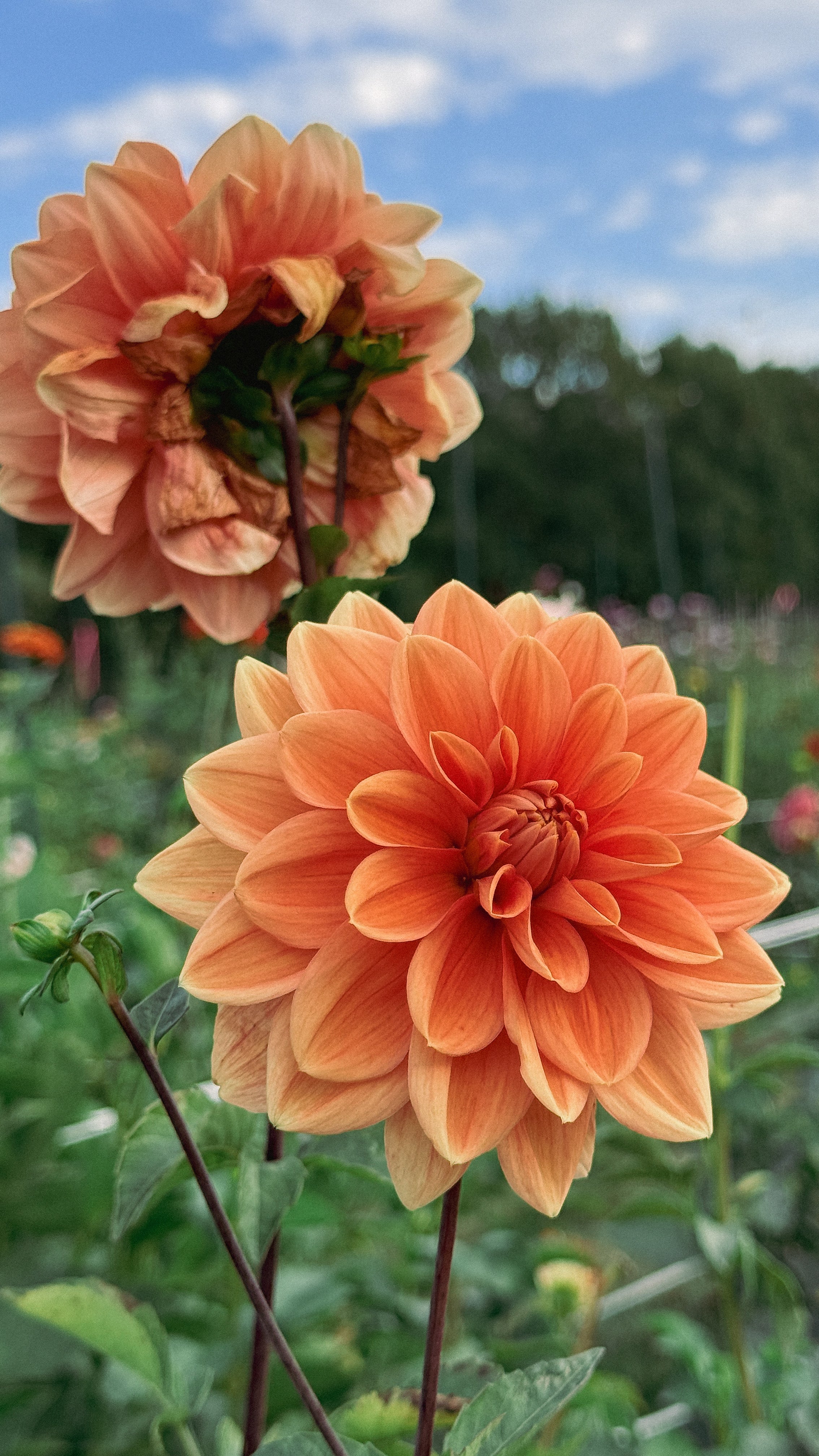 Two orange flowers with a blurred natural background