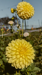 Two large yellow flowers in a field with a blurred background