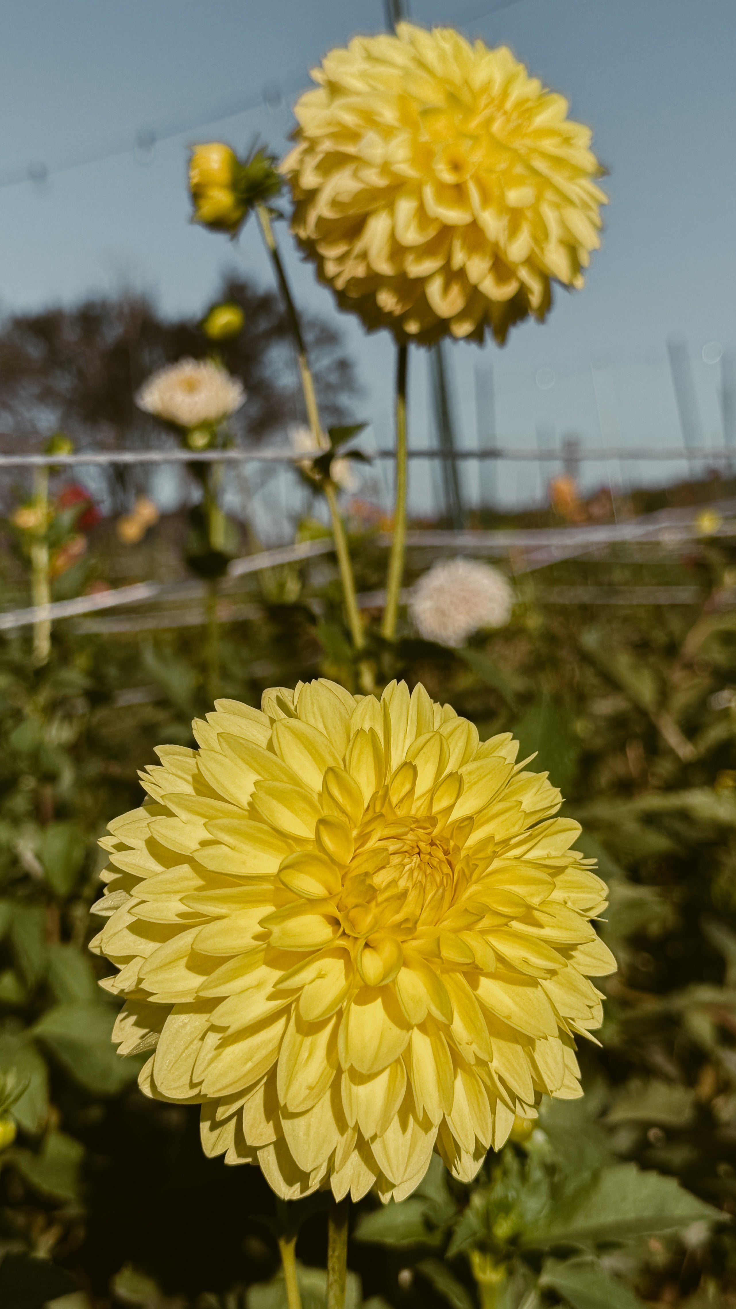 Two large yellow flowers in a field with a blurred background