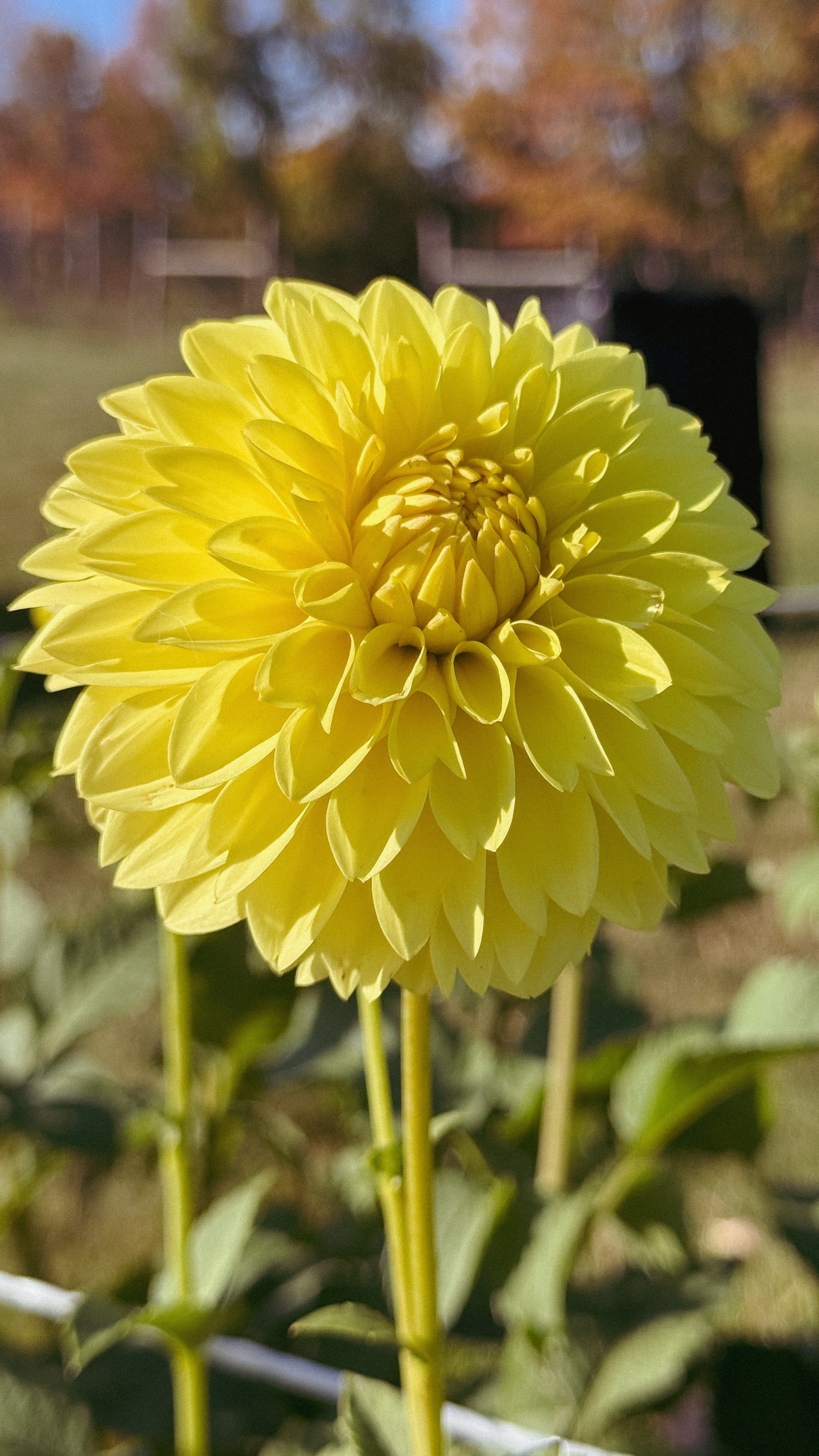 Yellow flower with a blurred natural background