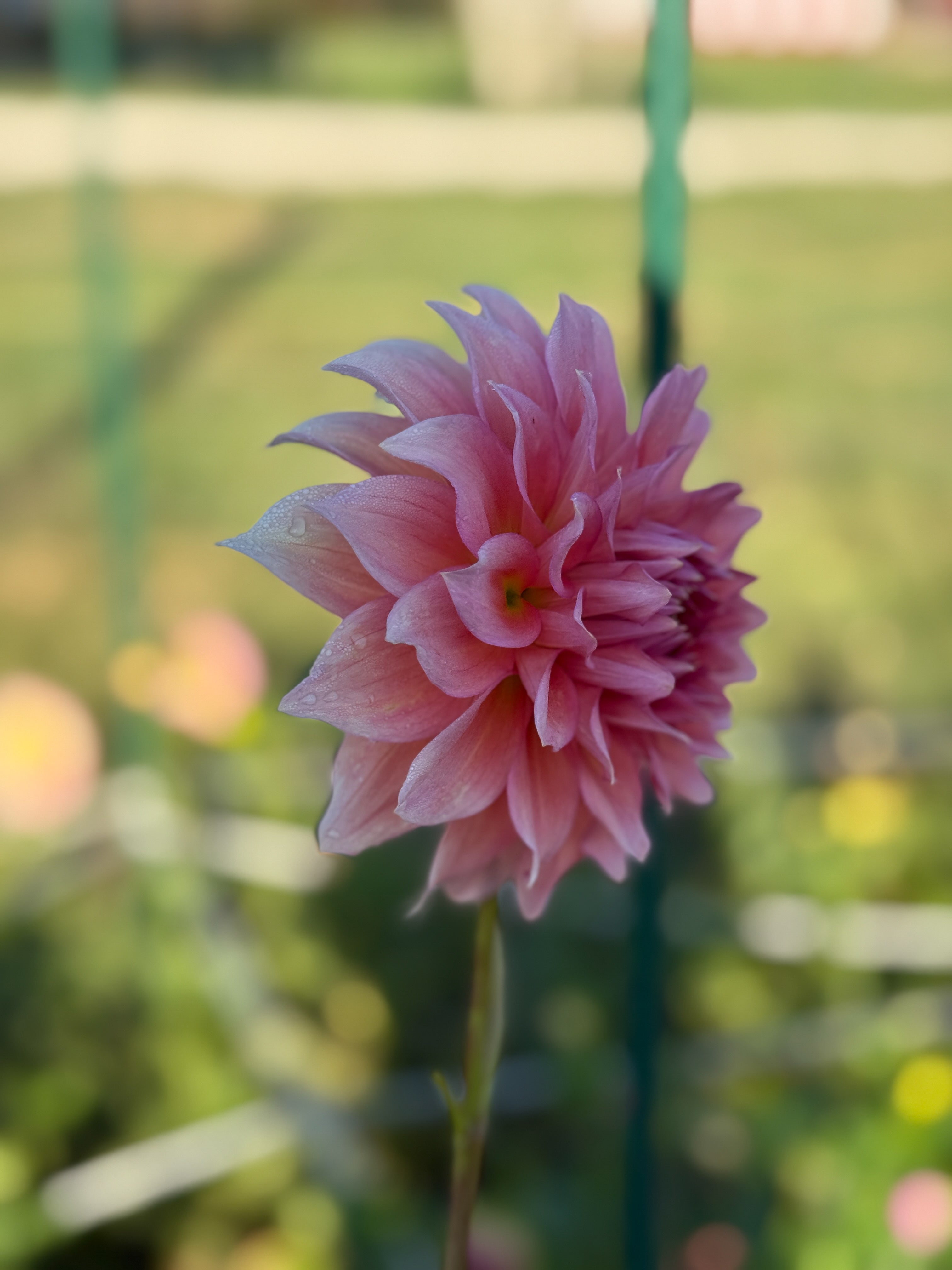 Close-up of a pink flower with a blurred green background