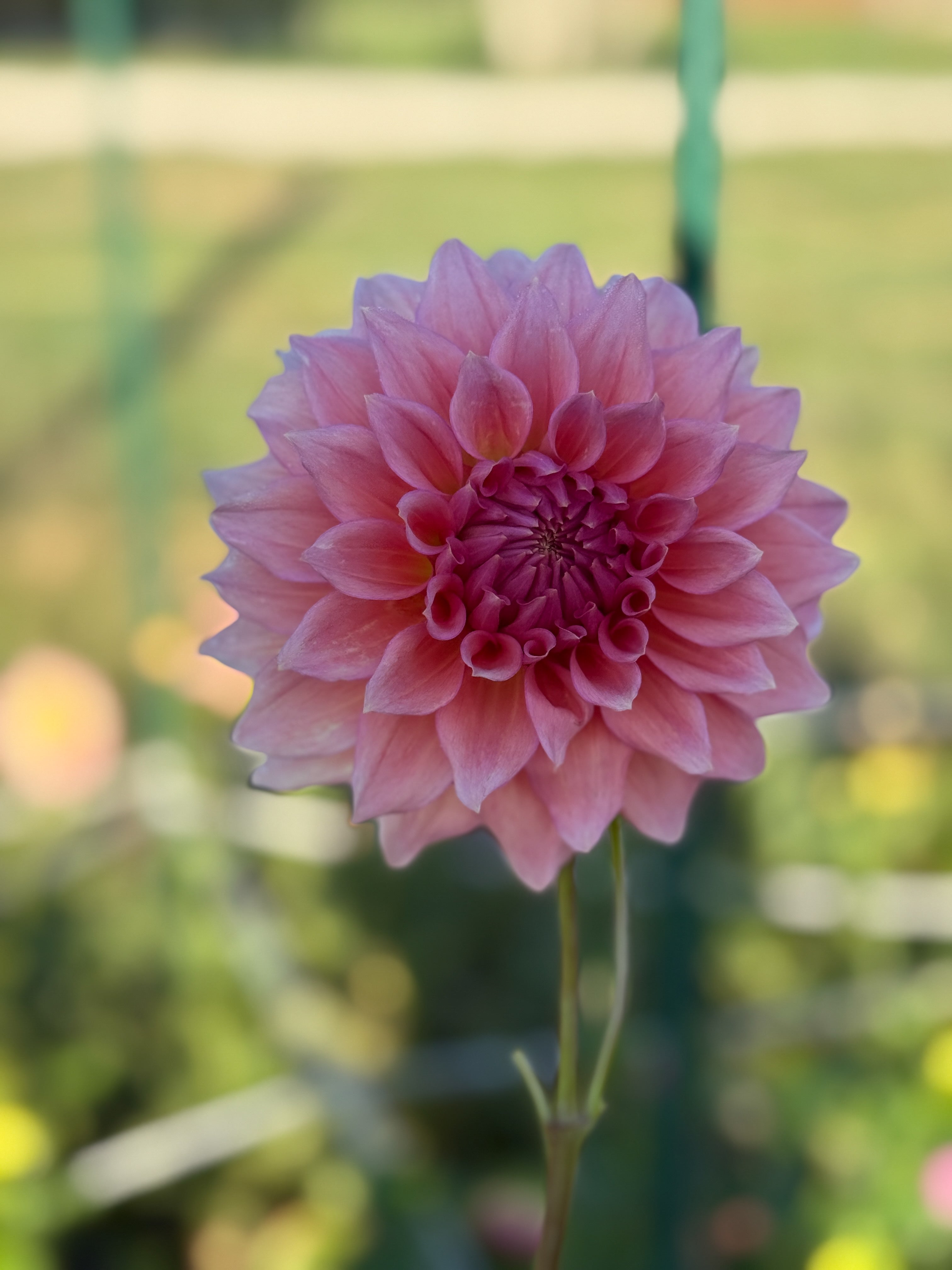 Pink dahlia flower with a blurred green background