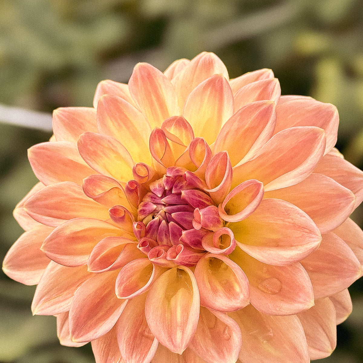 Bloomquist Alan Dahlia | Peach Formal Decorative Dahlia Tuber | Fox ...