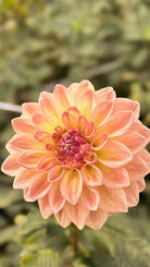 Close-up of a peach-colored flower with a blurred green background