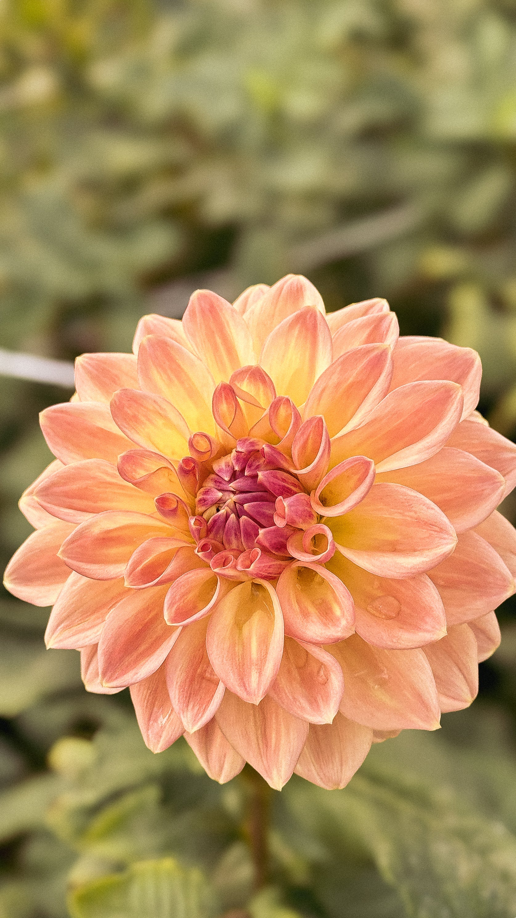 Close-up of a peach-colored flower with a blurred green background