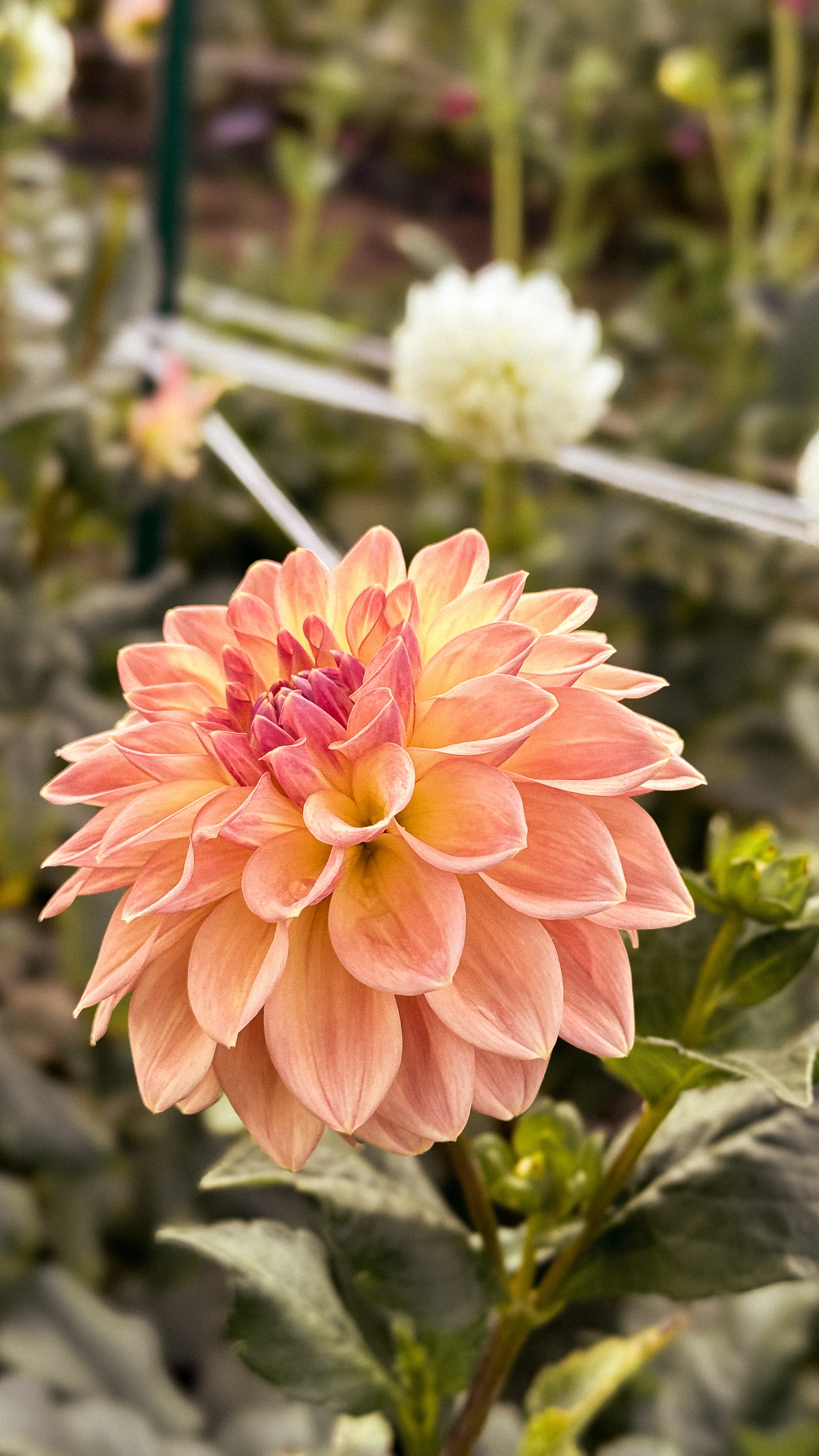 Peach-colored flower with green leaves in a garden setting