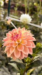 Peach-colored flower with green leaves in a garden setting