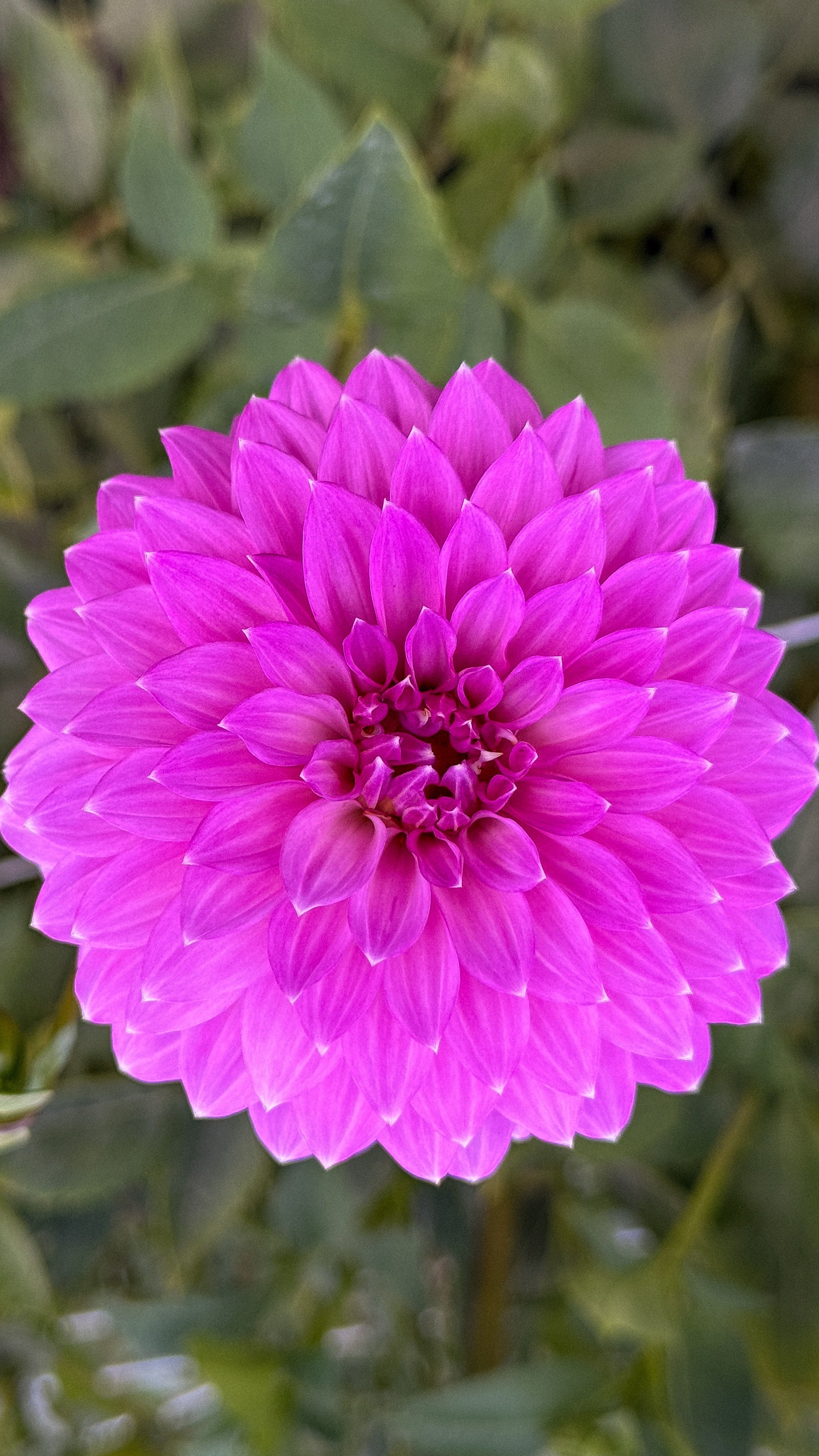 Close-up of a vibrant pink flower with a blurred green background