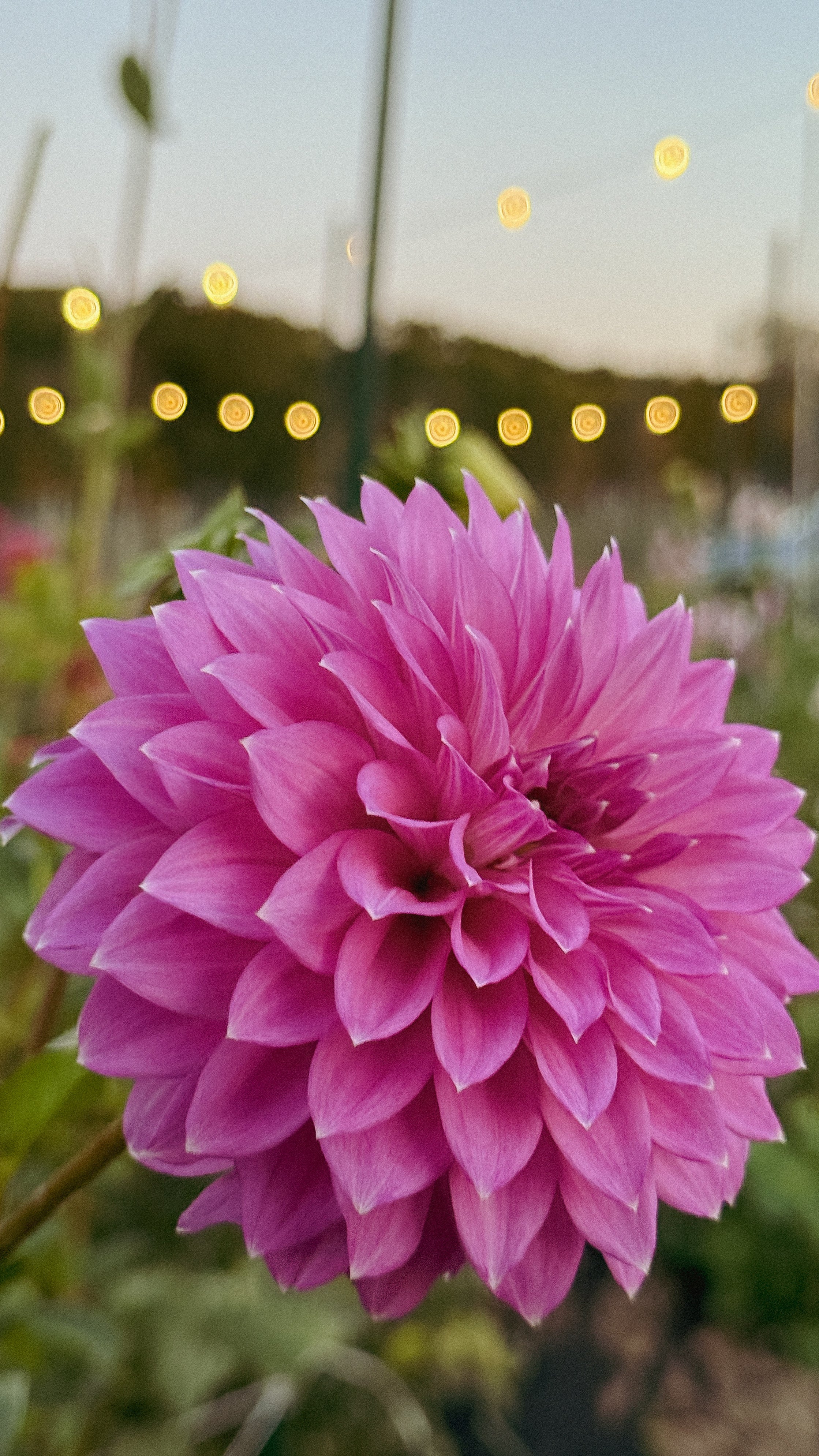 Close-up of a pink flower with blurred lights in the background