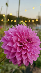 Close-up of a pink flower with blurred lights in the background