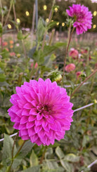 Close-up of a vibrant pink flower with a blurred garden background