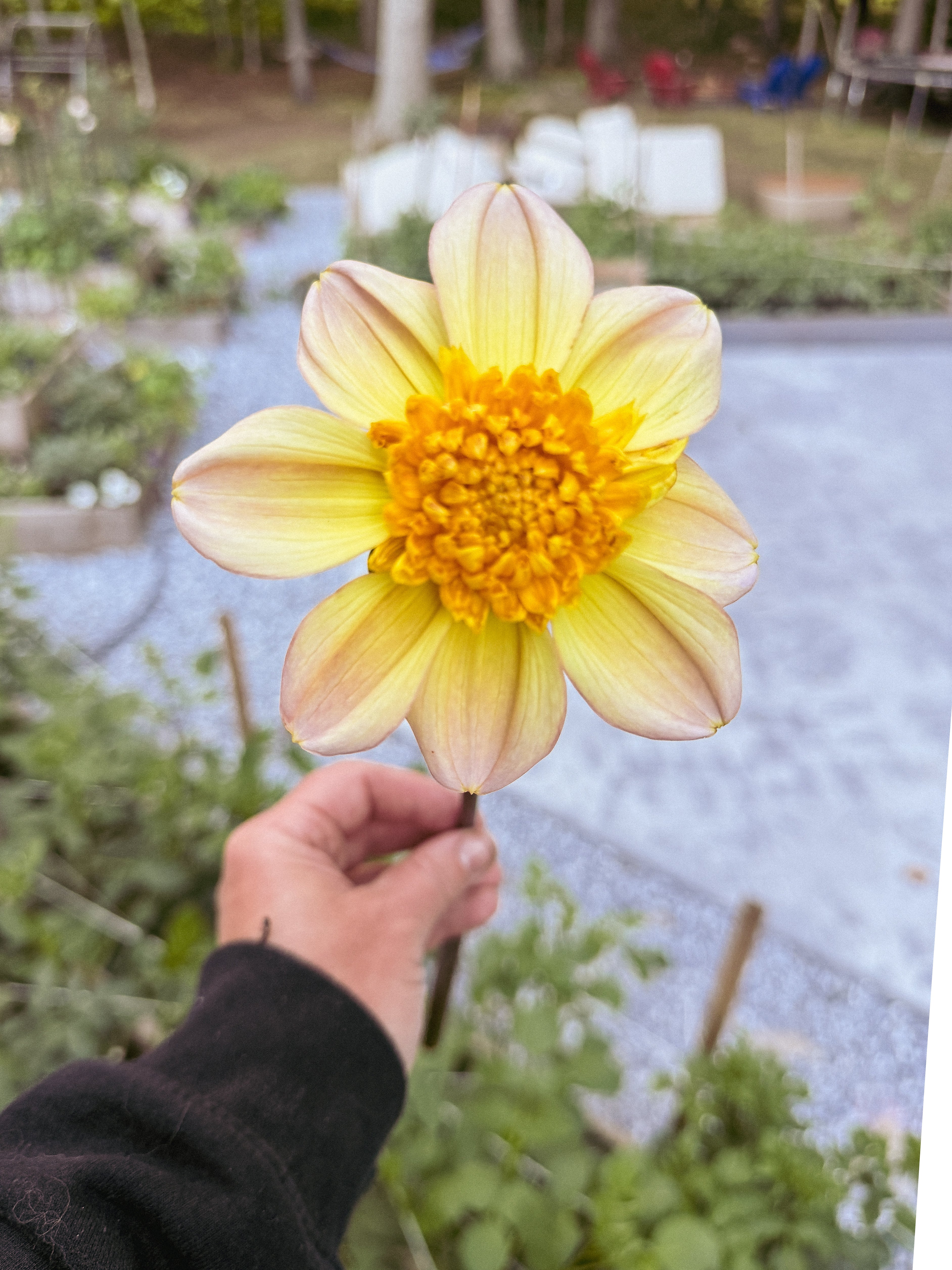 Hand holding a large yellow dahlia with a blurred garden background