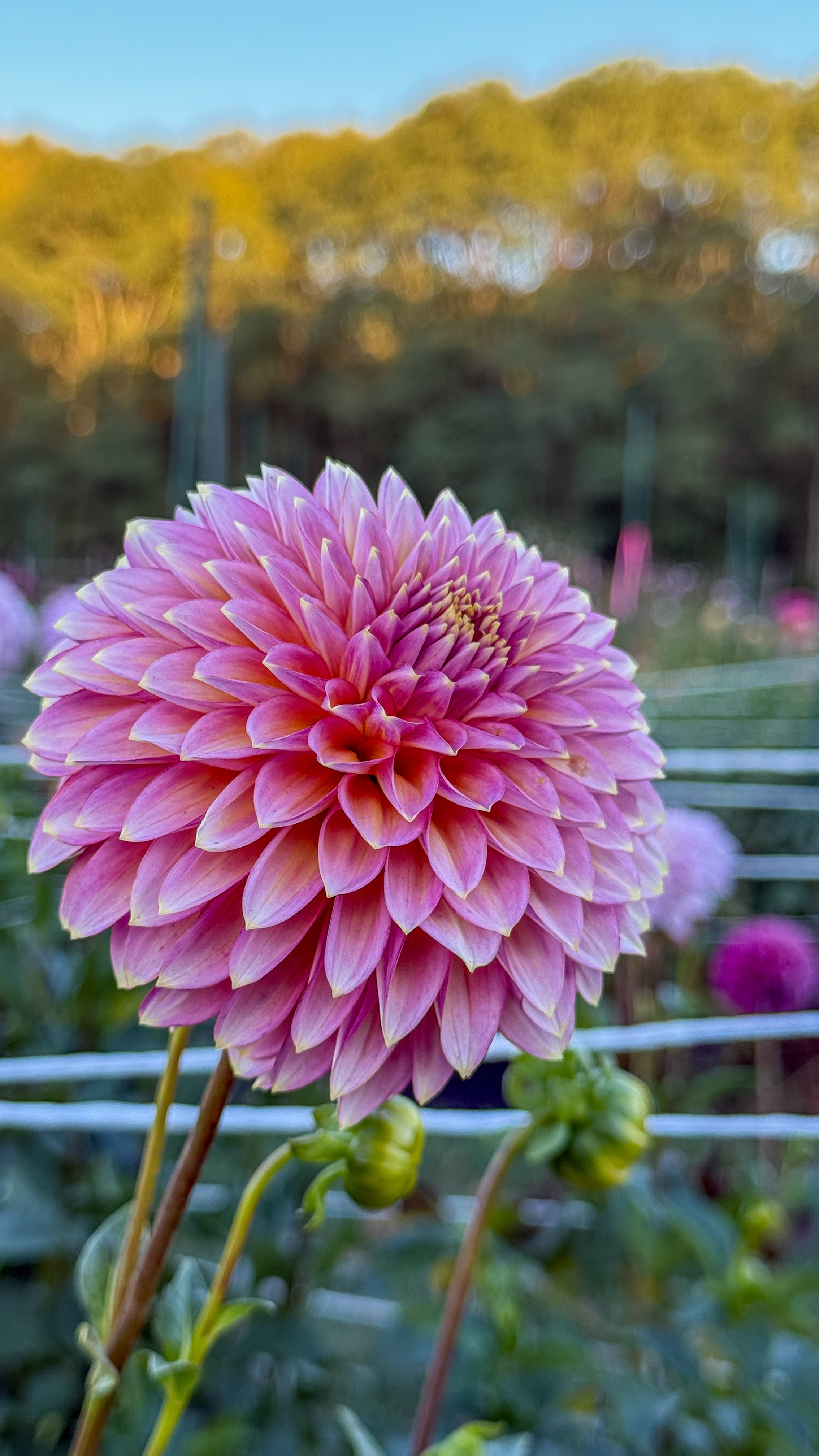 Pink flower with a blurred natural background