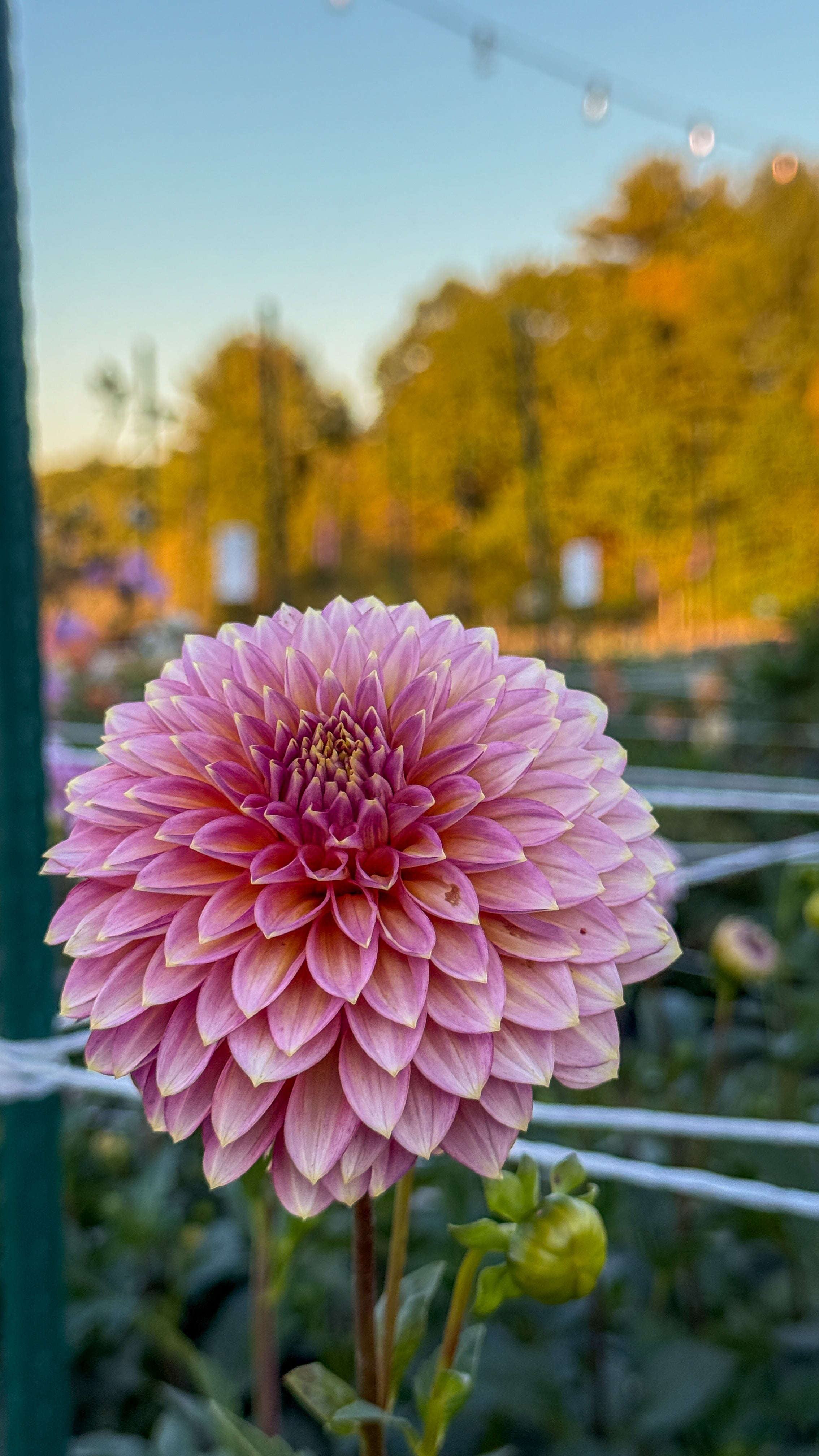Pink flower with a blurred background of trees and sky