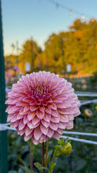 Pink flower with a blurred background of trees and sky