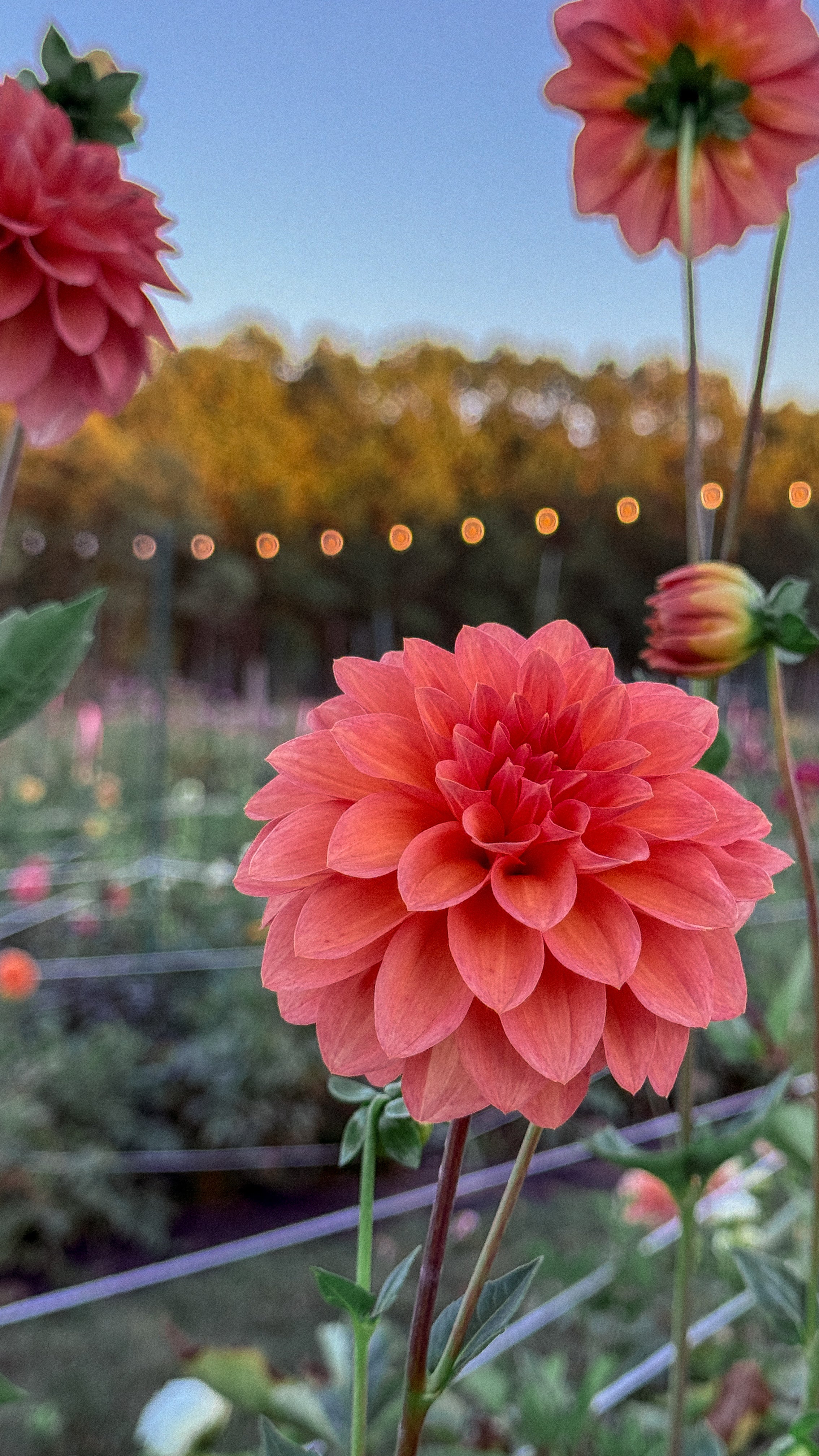 Close-up of a pink flower with blurred background