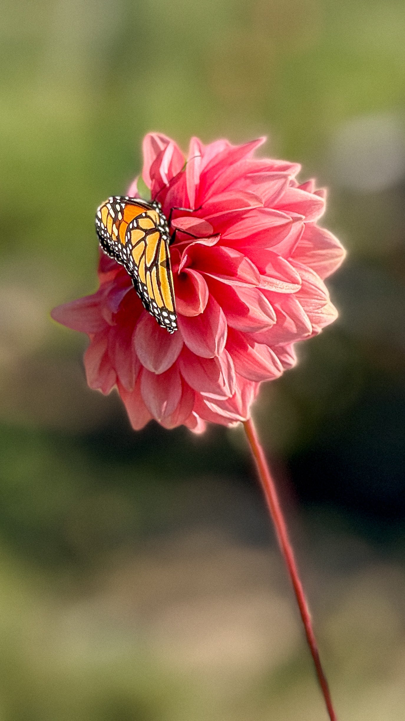 Butterfly on a pink flower with a blurred green background
