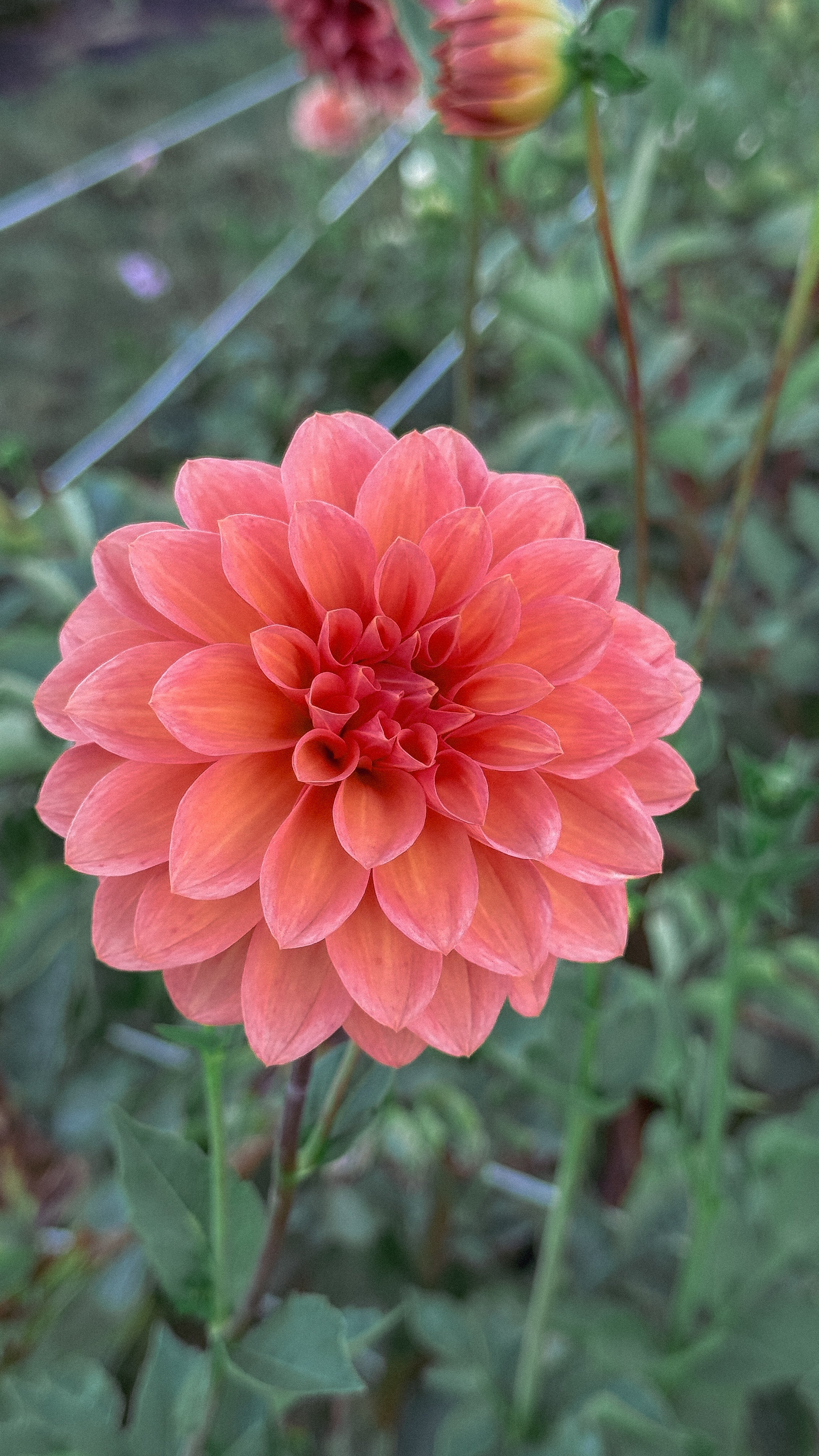 Peach-colored flower with green leaves in the background