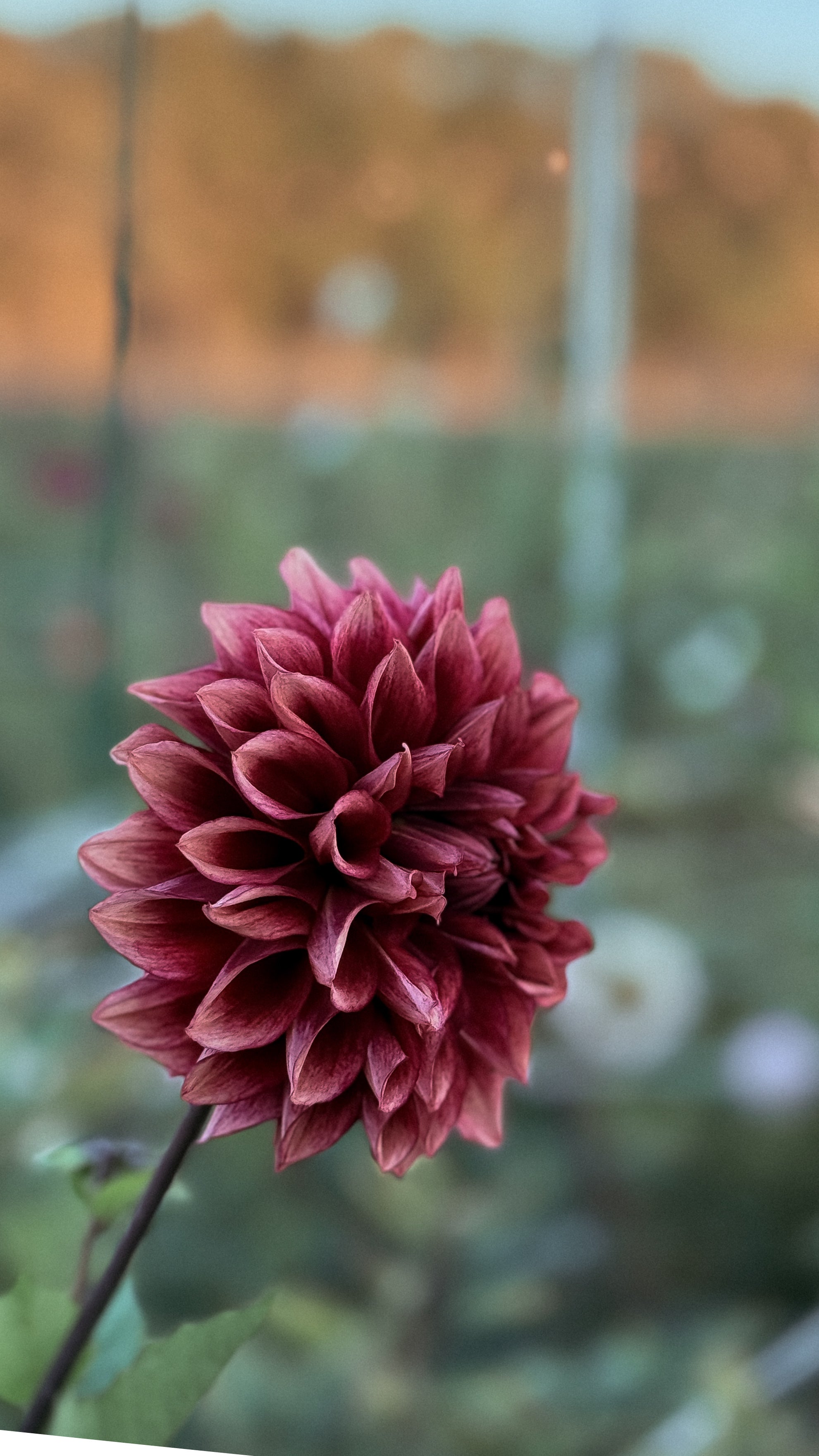 Close-up of a burgundy flower with a blurred natural background