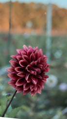 Close-up of a burgundy flower with a blurred natural background