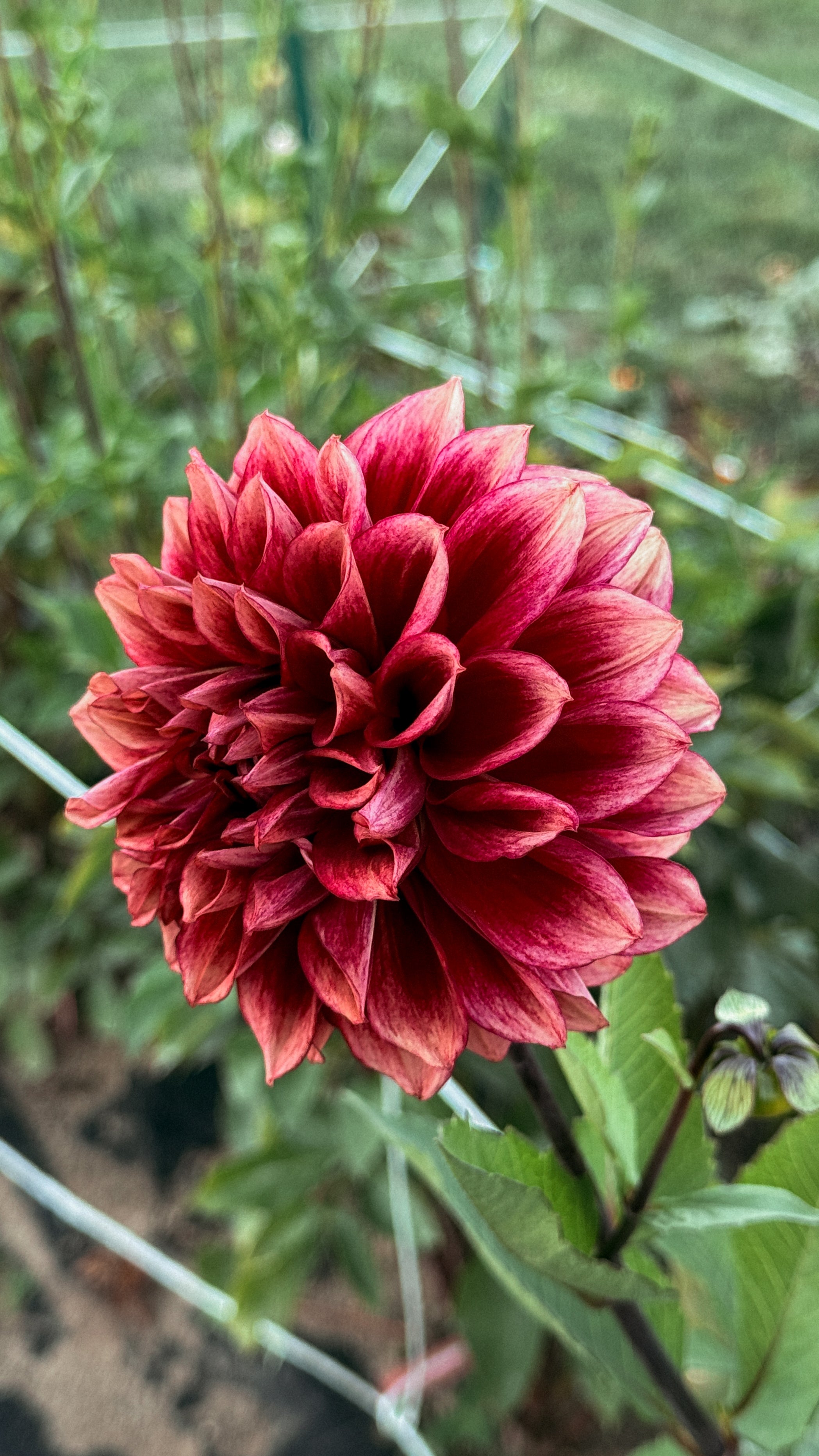 Red flower with green leaves in a natural setting