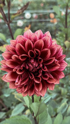 Close-up of a deep red flower with green leaves in the background