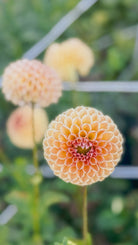 Close-up of a peach-colored flower with a blurred green background