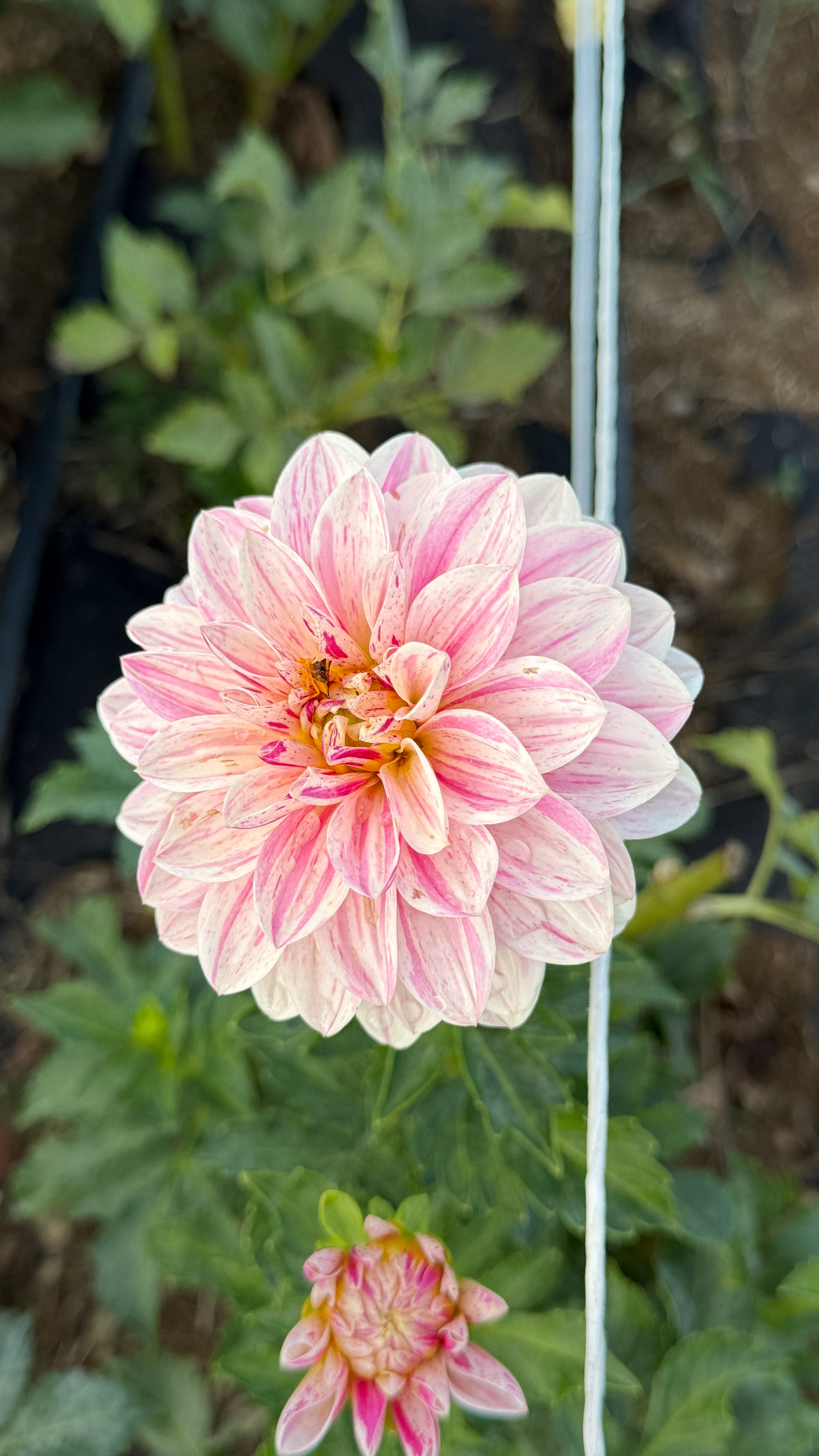 Pink dahlia flower with green leaves in the background