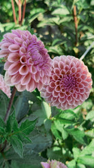 Two pink dahlias with green leaves in the background