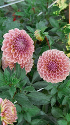 Pink dahlias with green leaves in a garden setting