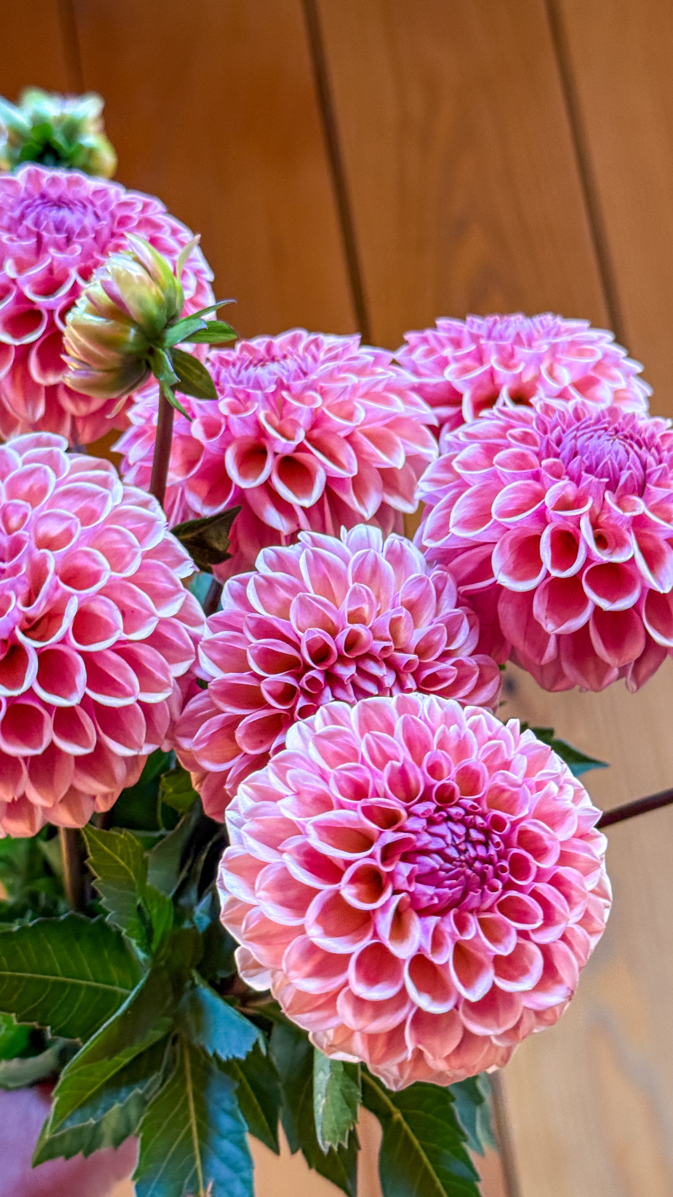 Bouquet of pink dahlias with green leaves against a wooden background